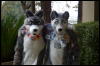 [DamonHusky FC2009 036]