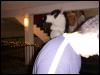 [Fuzzwolf MFM2001 47]