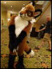 [Wuuuulf MFM2011 254]