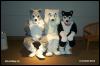 [PG MFF2001 113]