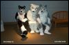 [PG MFF2001 116]