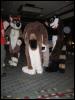 [Growl MFF2004 196]