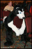 [AkitaInus MFF2006 047]