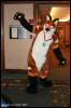 [AkitaInus MFF2006 083]