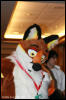 [AkitaInus MFF2006 087]