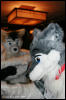 [AkitaInus MFF2006 132]