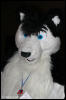 [AkitaInus MFF2006 213]