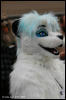 [AkitaInus MFF2006 288]