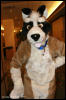 [AkitaInus MFF2006 332]