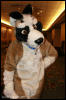 [AkitaInus MFF2006 336]