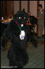 [AkitaInus MFF2006 420]