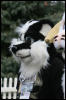 [AkitaInus MFF2006 553]