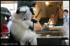 [AkitaInus MFF2006 602]