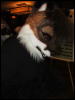 [Coy MFF2006 007]