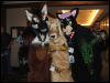 [Coy MFF2006 046]