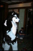 [DexCat MFF2006 041]