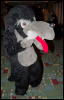 [Orzel MFF2006 030]