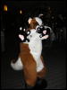 [Perro MFF2006 005]