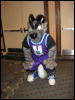 [Perro MFF2006 068]