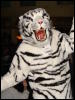 [Stunttiger MFF2006 009]