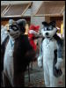 [Stunttiger MFF2006 017]