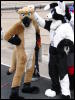 [Stunttiger MFF2006 093]