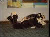 [Taren MFF2006 159]