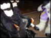 [Taren MFF2006 208]