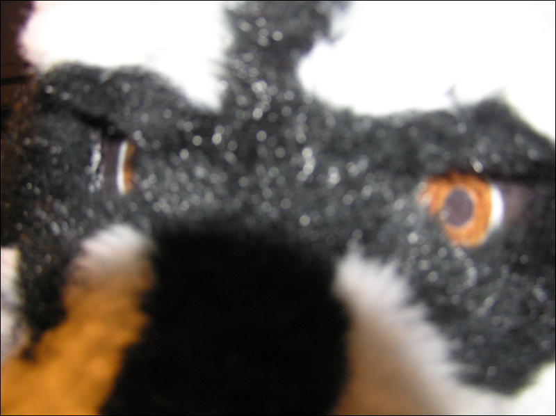 [Diadexxus_MFF2007_024.jpg]