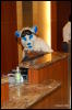 [Abrahm MFF2009 035]