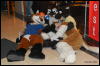 [Abrahm MFF2009 381]