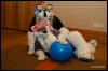 [Abrahm MFF2009 650]