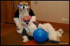 [Abrahm MFF2009 651]