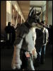 [StuntTiger MFF2009 076]