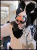 [StuntTiger MFF2009 085]