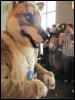 [StuntTiger MFF2009 086]