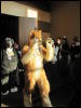 [StuntTiger MFF2009 099]