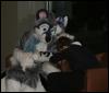 [StuntTiger MFF2009 112]