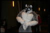 [StuntTiger MFF2009 115]