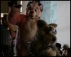 [StuntTiger MFF2009 129]