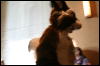 [StuntTiger MFF2009 184]