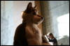 [StuntTiger MFF2009 200]