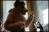 [StuntTiger MFF2009 202]