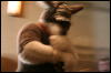 [StuntTiger MFF2009 220]