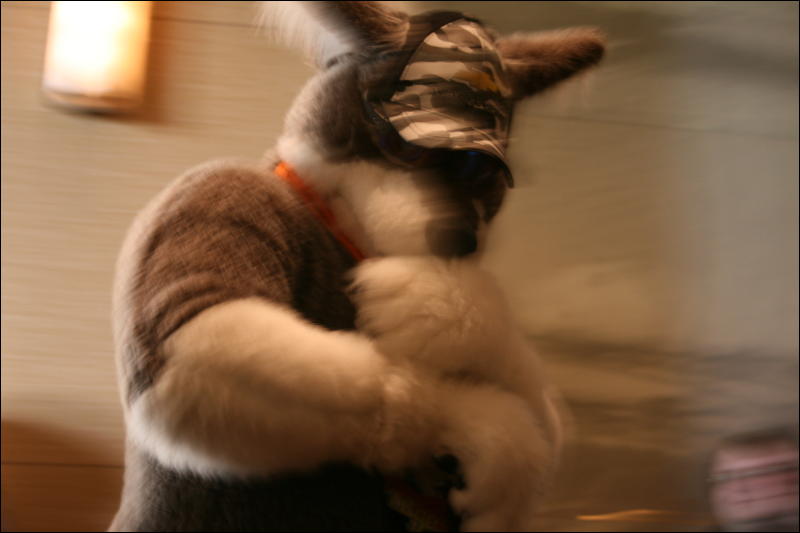 [StuntTiger_MFF2009_220.jpg]