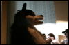 [StuntTiger MFF2009 230]