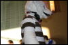 [StuntTiger MFF2009 241]