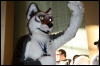 [StuntTiger MFF2009 242]