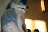 [StuntTiger MFF2009 254]