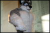 [StuntTiger MFF2009 255]